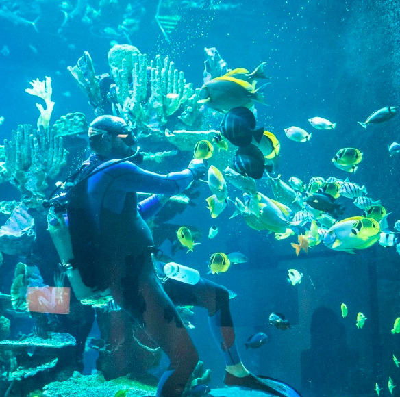 アロヒラニ リゾート ワイキキ ビーチ 水族館